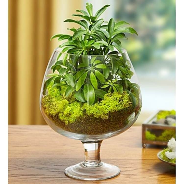 plants for housewarming gift 1