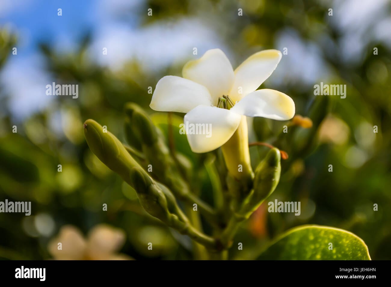 fertilizer for puakenikeni 2