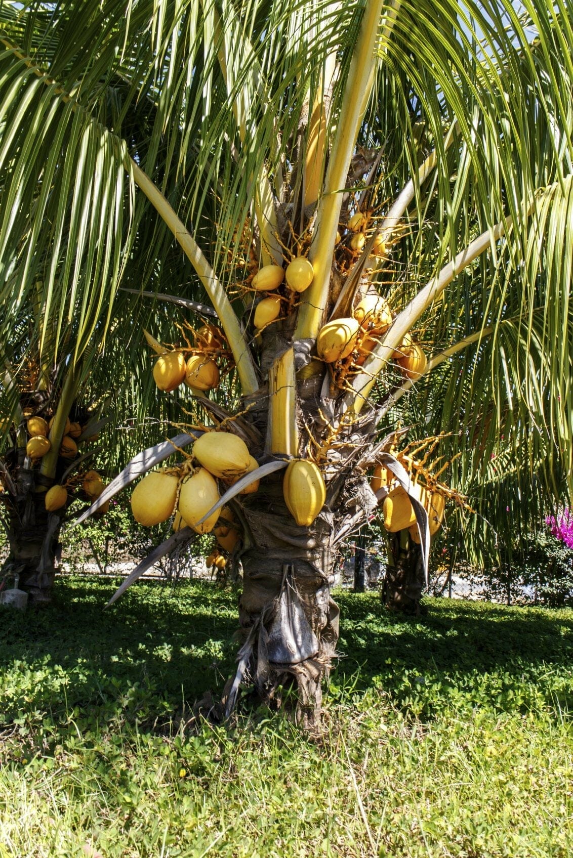 10 Best Fertilizer For Coconut Tree In 2023 The Wrench Finder
