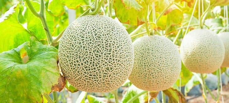 companion plants for cantaloupe 2