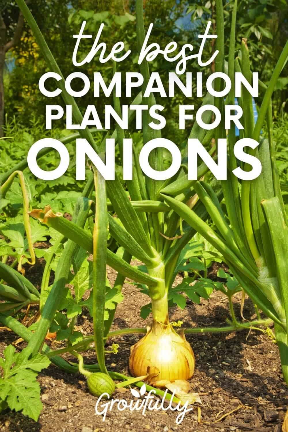 10 Best Companion Plants For Onions In 2023 The Wrench Finder
