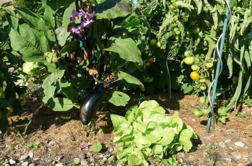 companion plants for eggplants 2