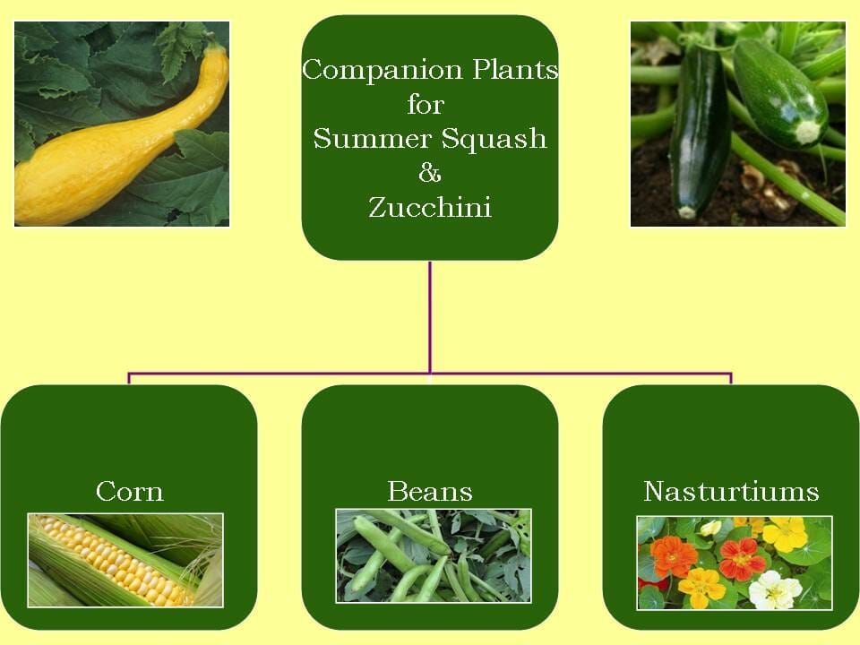 companion plants for squash 1