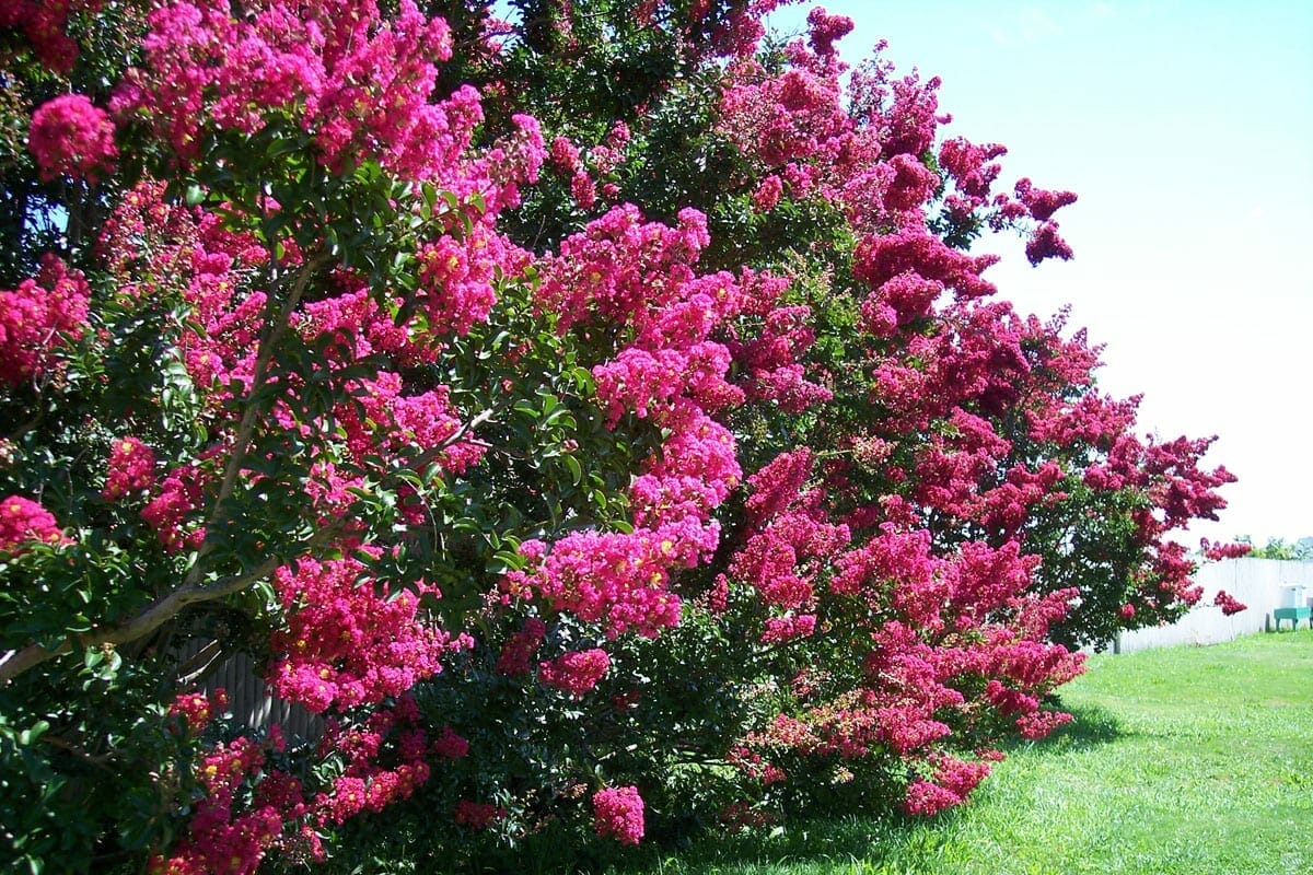 10 Best Fertilizer For Crepe Myrtles In 2023 The Wrench Finder