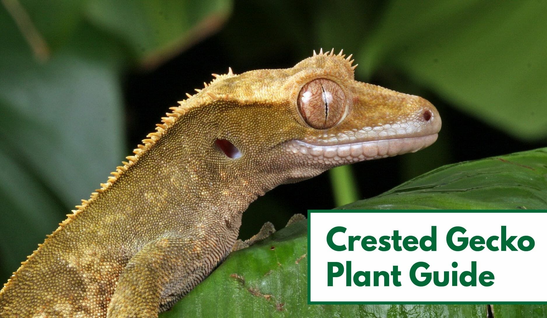 live plants for crested geckos 1