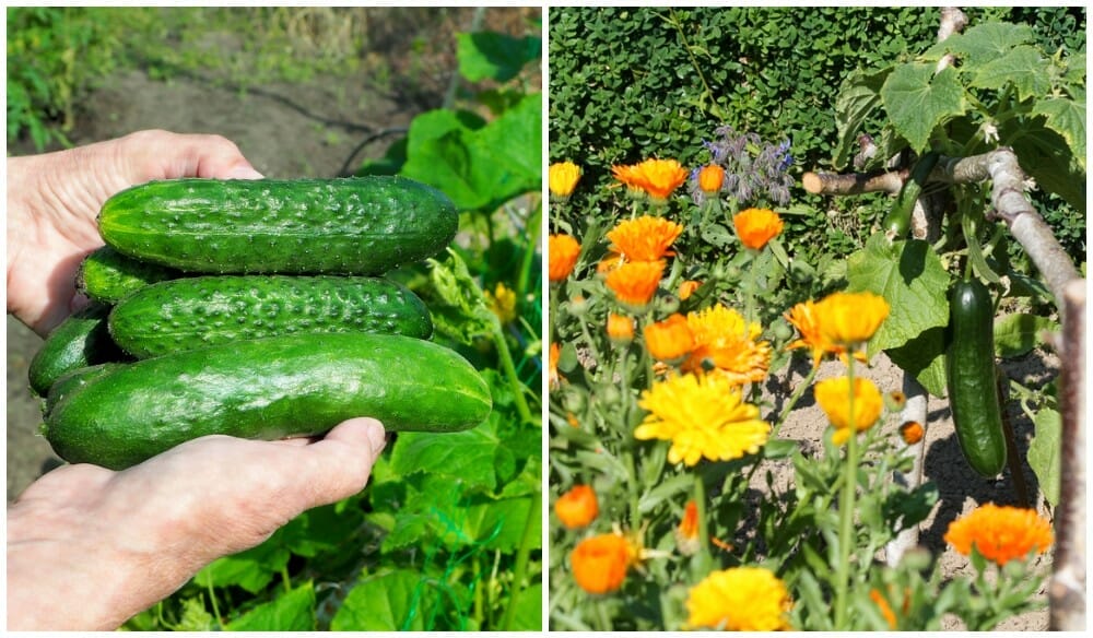 companion plant for cucumbers 2