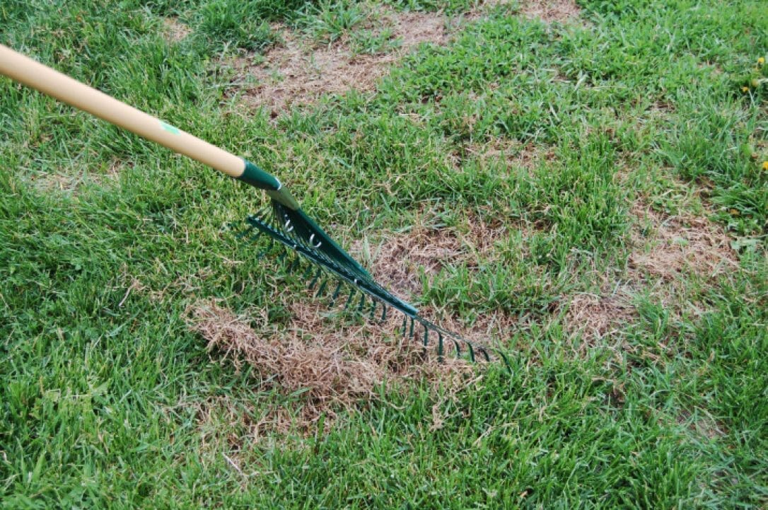 rake for dead grass 1