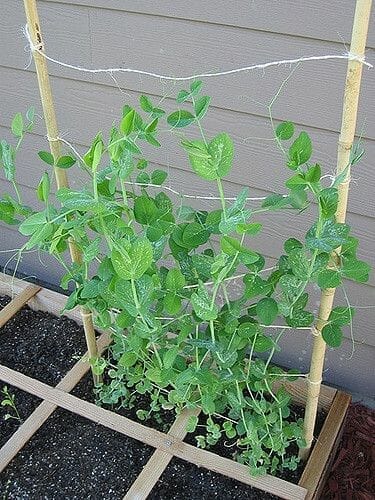 fertilizer for peas 2