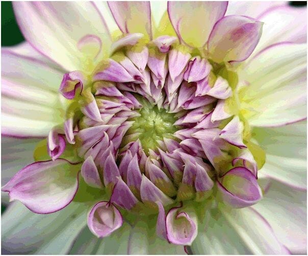 organic fertilizer for dahlias 2