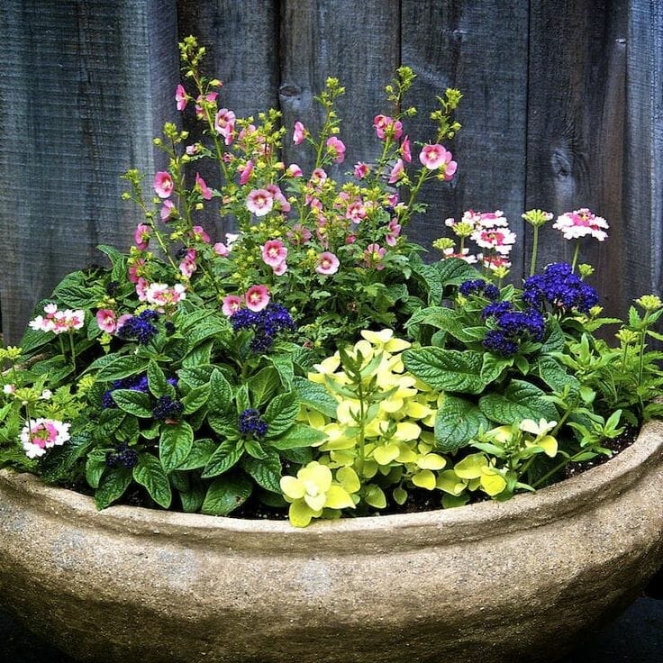 plants for shallow planters 1