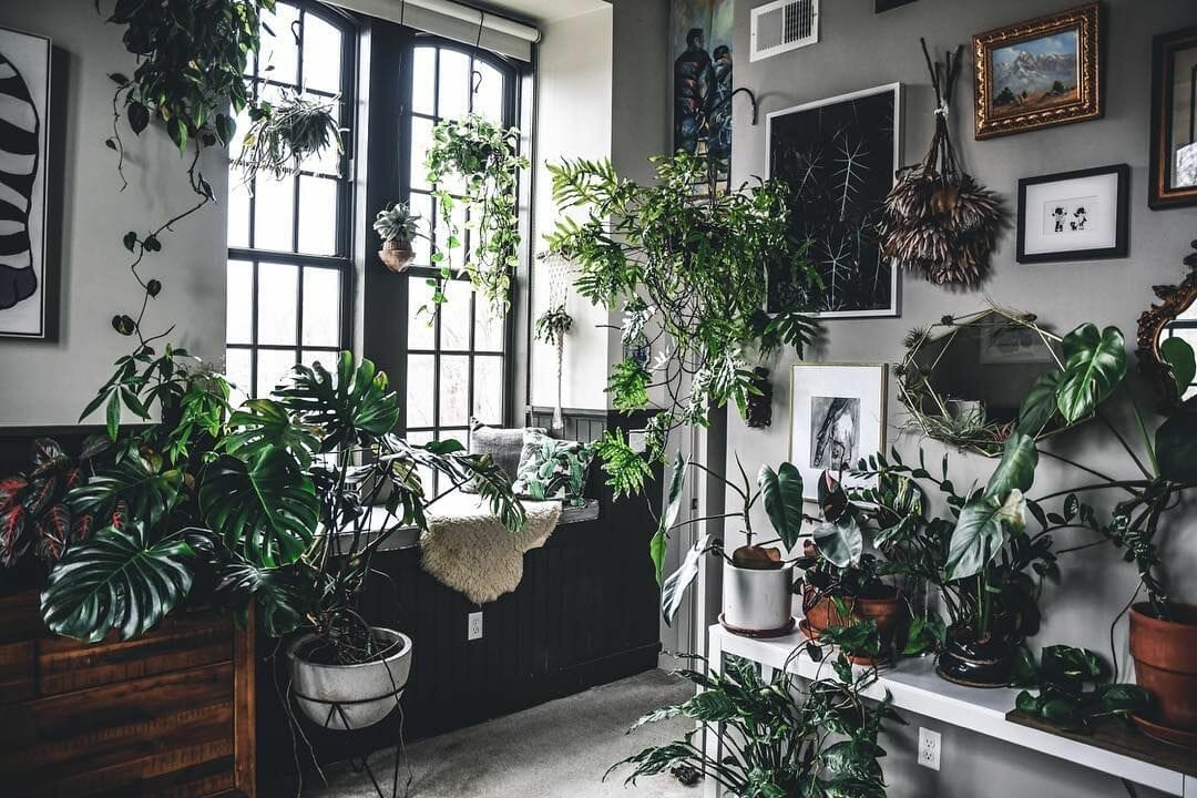 crystals for indoor plants 2