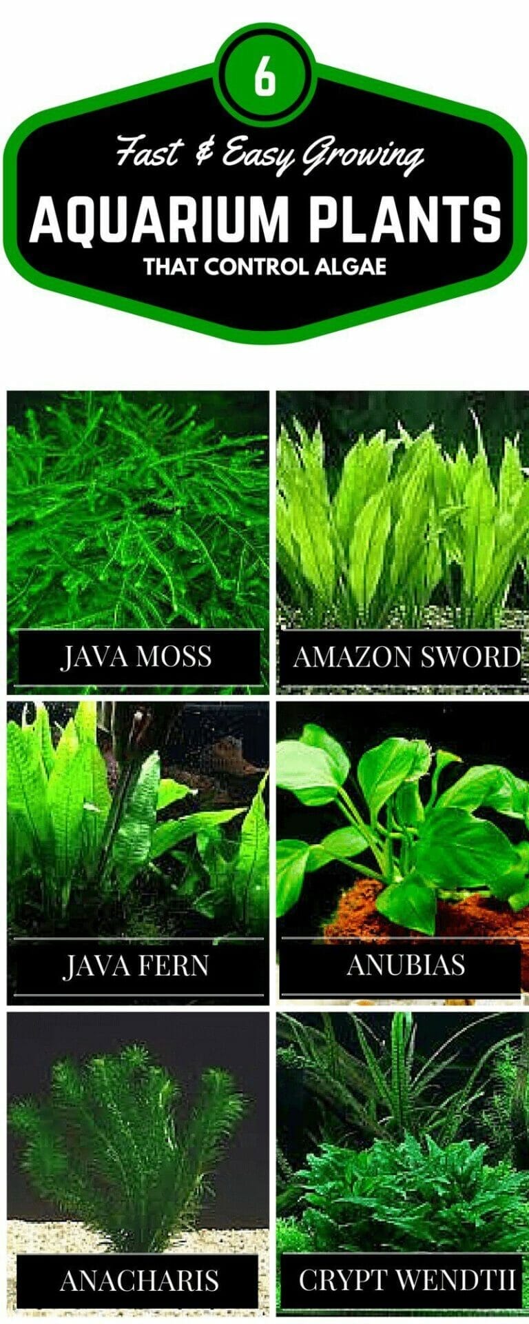 10 Best Aquarium Plants To Prevent Algae In 2023 The Wrench Finder