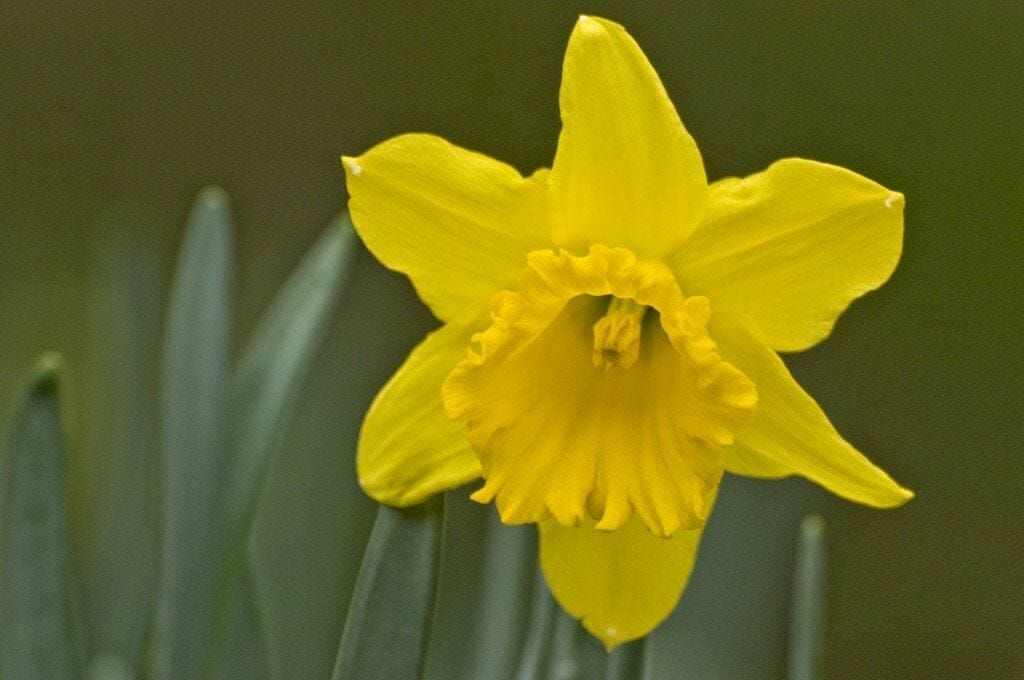 10 Best Fertilizer For Daffodils In 2023 The Wrench Finder