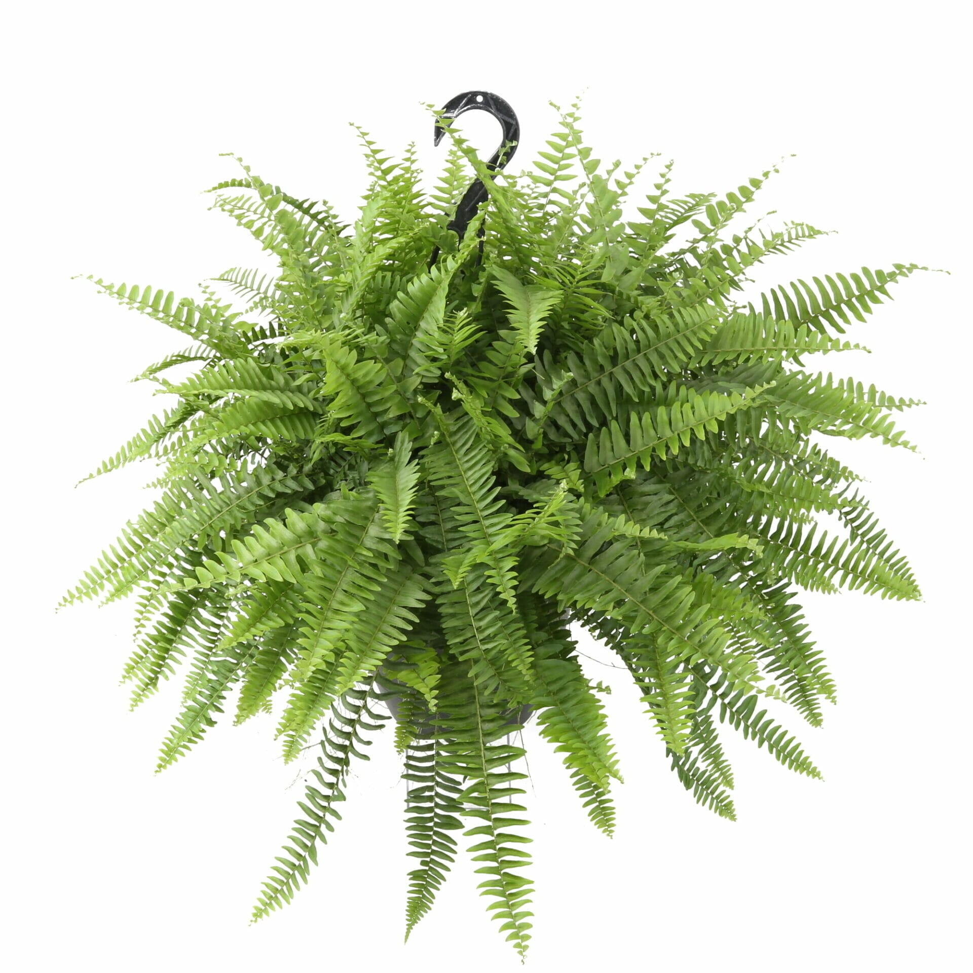 plant food for ferns 2