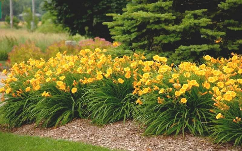 fertilizer for stella d oro daylilies 2