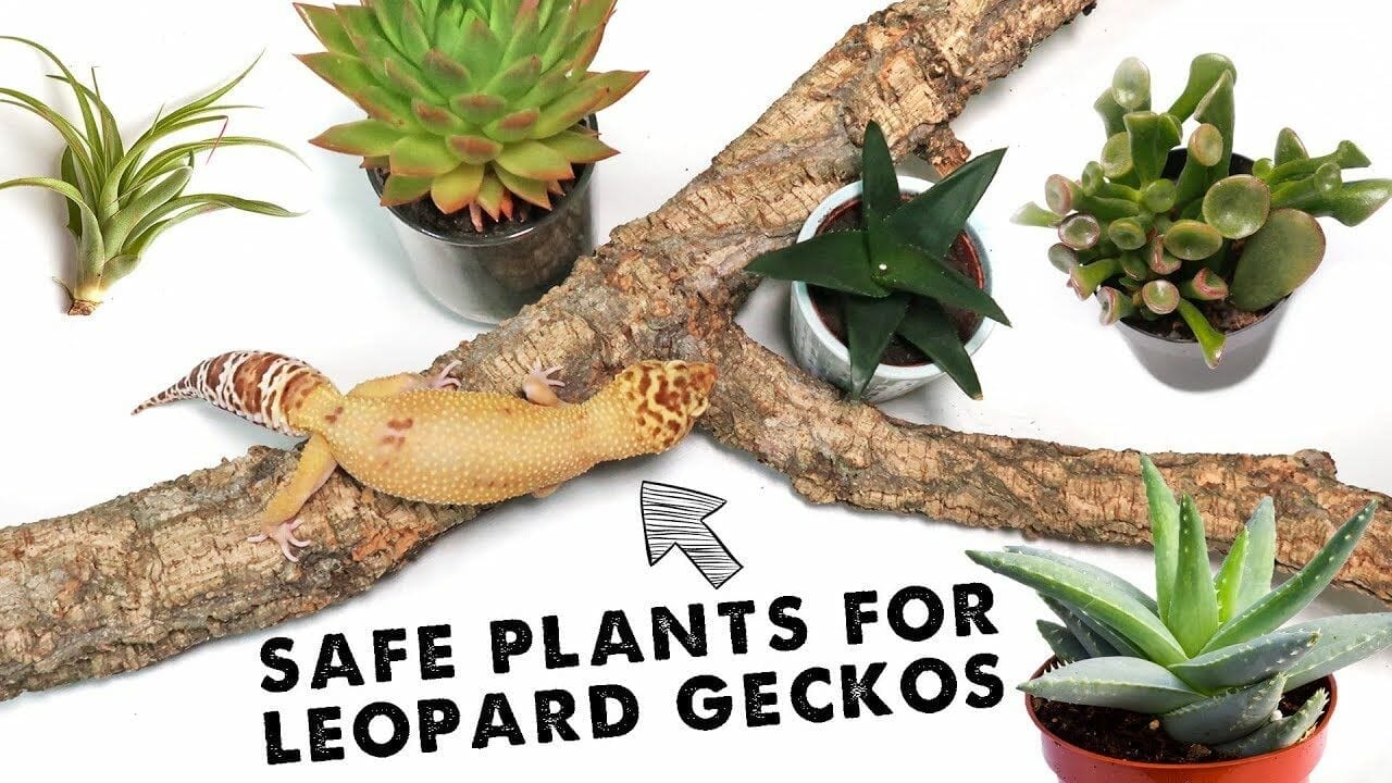 live plants for crested geckos 2