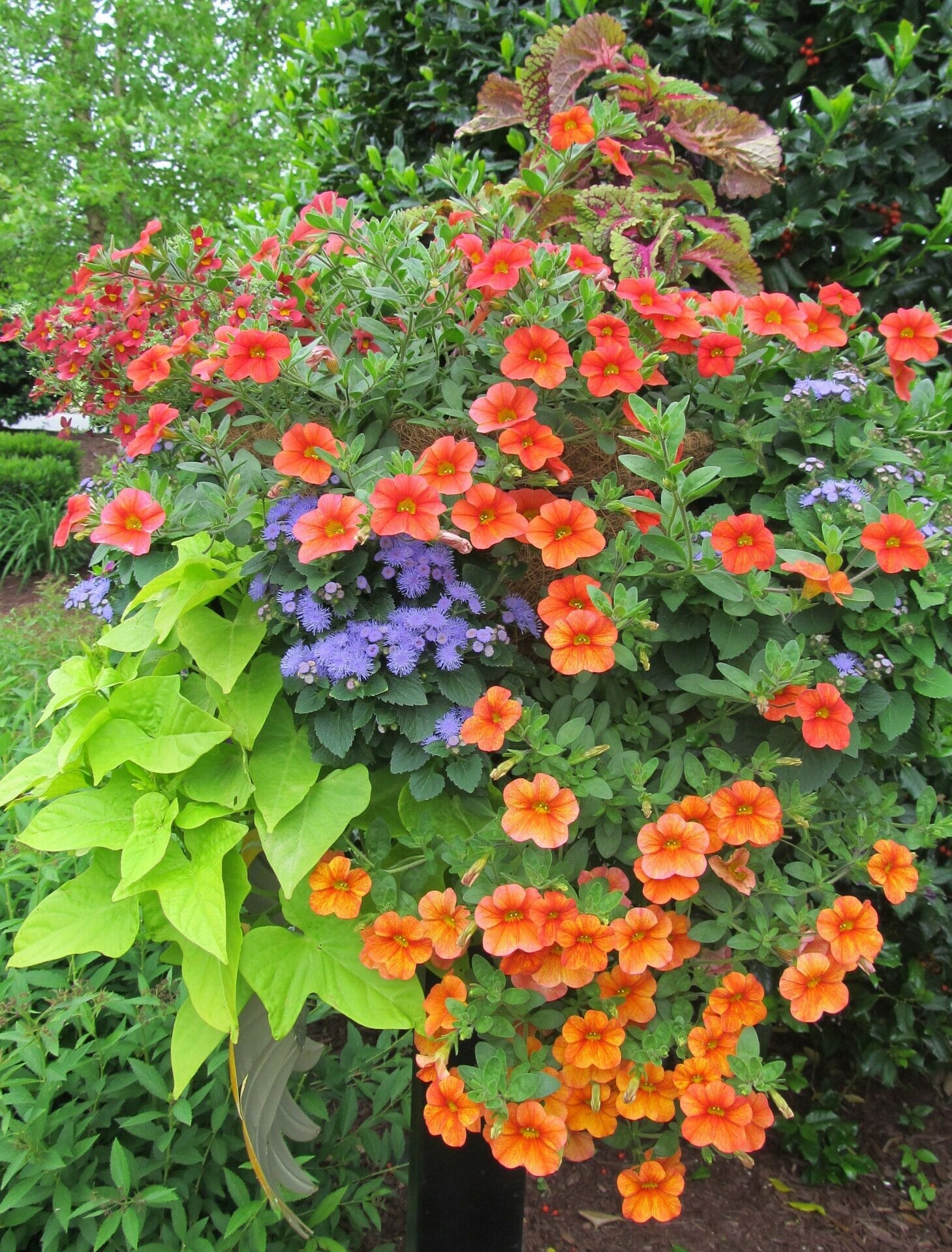 10 Best Container Plants For Colorado In 2023 The Wrench Finder