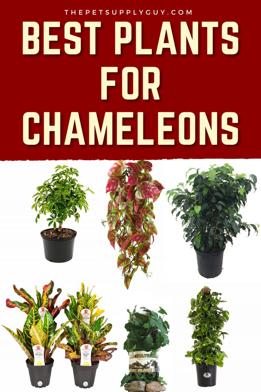 plants for chameleons 1