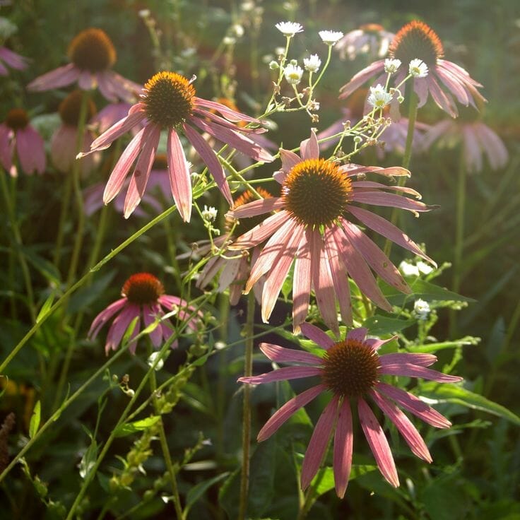 plants for evening sun 2