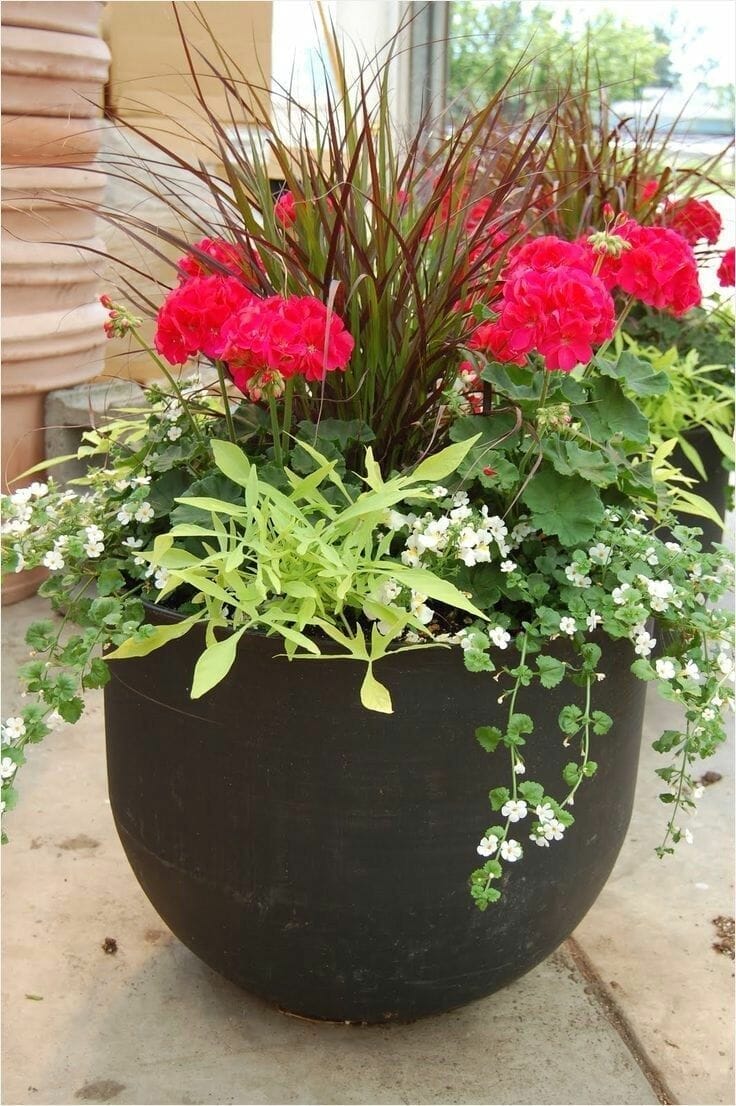 outdoor potted plants for houston 1