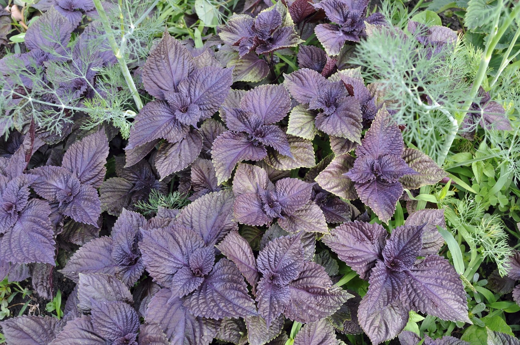 10 Best Companion Plants For Dill In 2023 The Wrench Finder