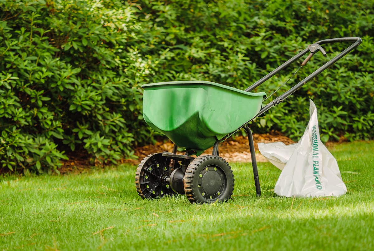 fertilizer for dandelions 2