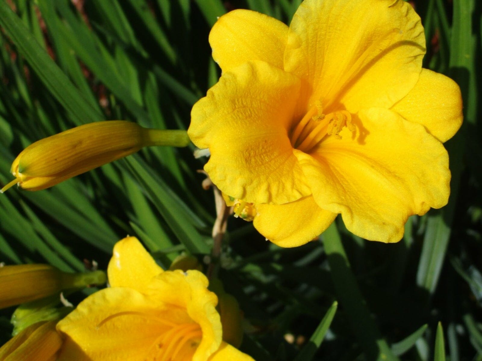 fertilizer for stella d oro daylilies 1
