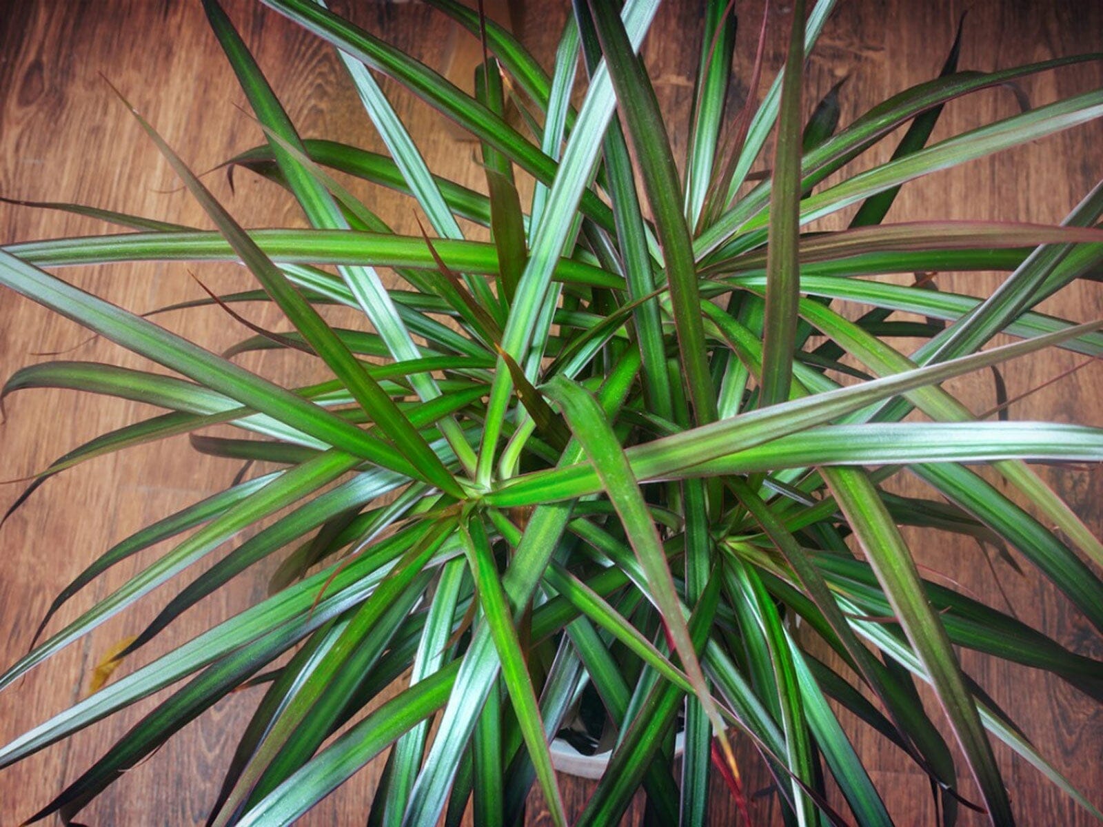 fertilizer for dracaena 1