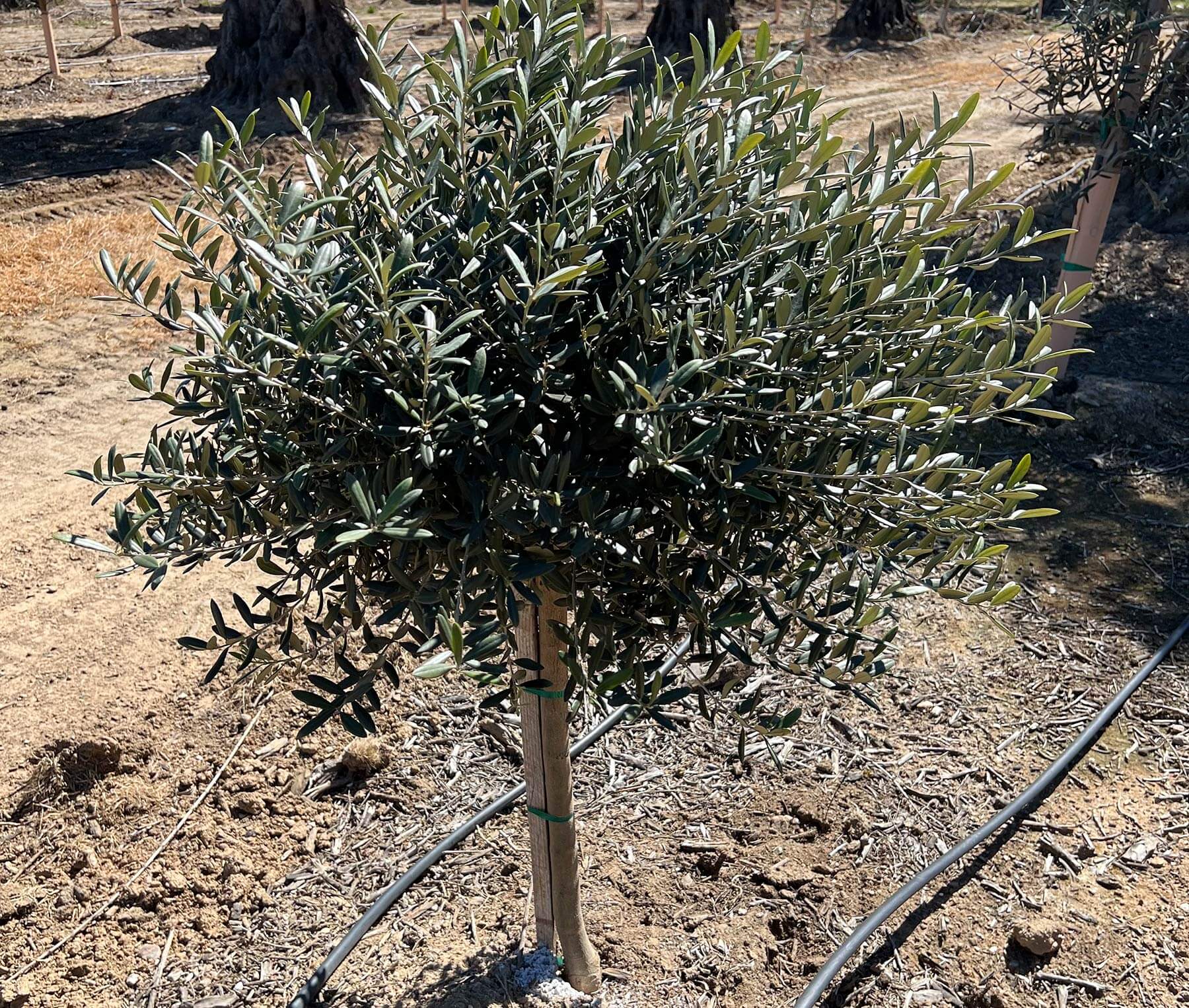 10 Best Fertilizer For Fruitless Olive Trees In 2023 The Wrench Finder