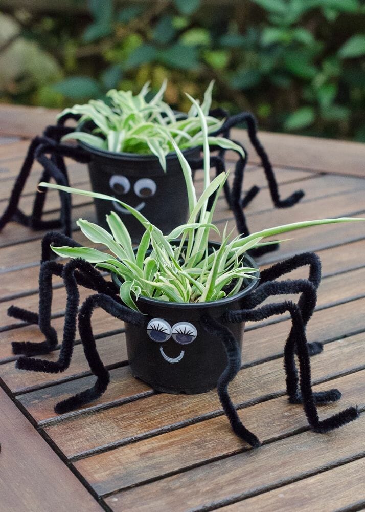 planter for spider plant 1