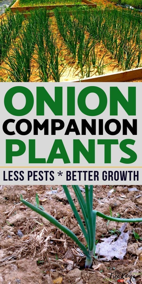 companion plants for onions 1