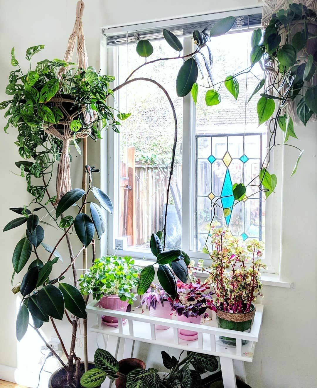 10 Best Plants For West Facing Window In 2023 The Wrench Finder