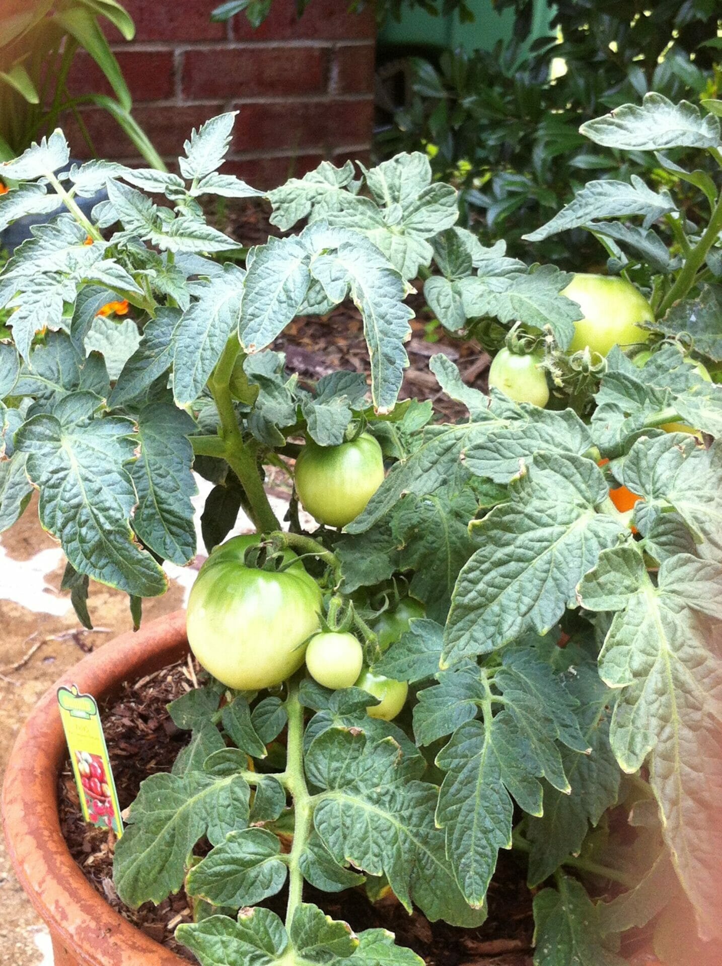 10 Best Patio Tomato Plants In 2023 The Wrench Finder
