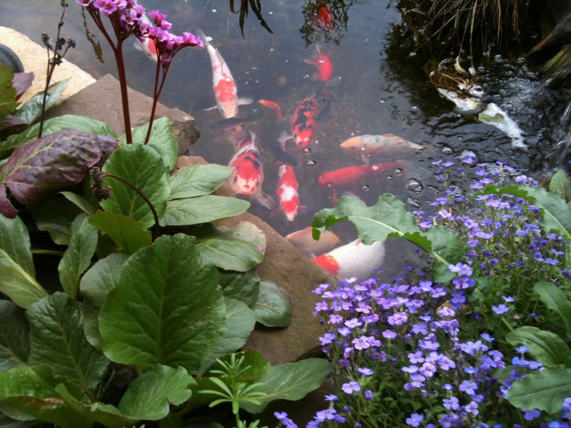 plants for koi pond 1