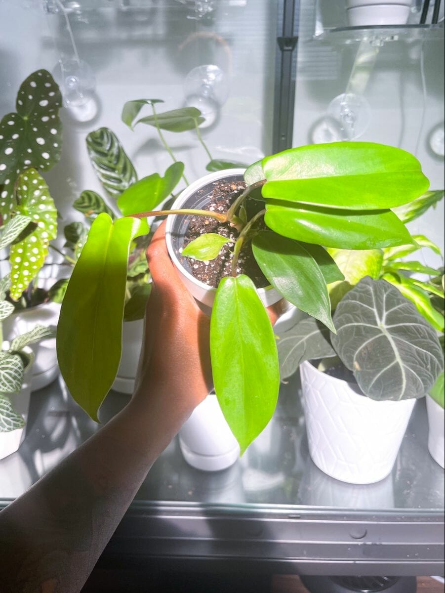 10 Best Fertilizer For Philodendron In 2023 The Wrench Finder