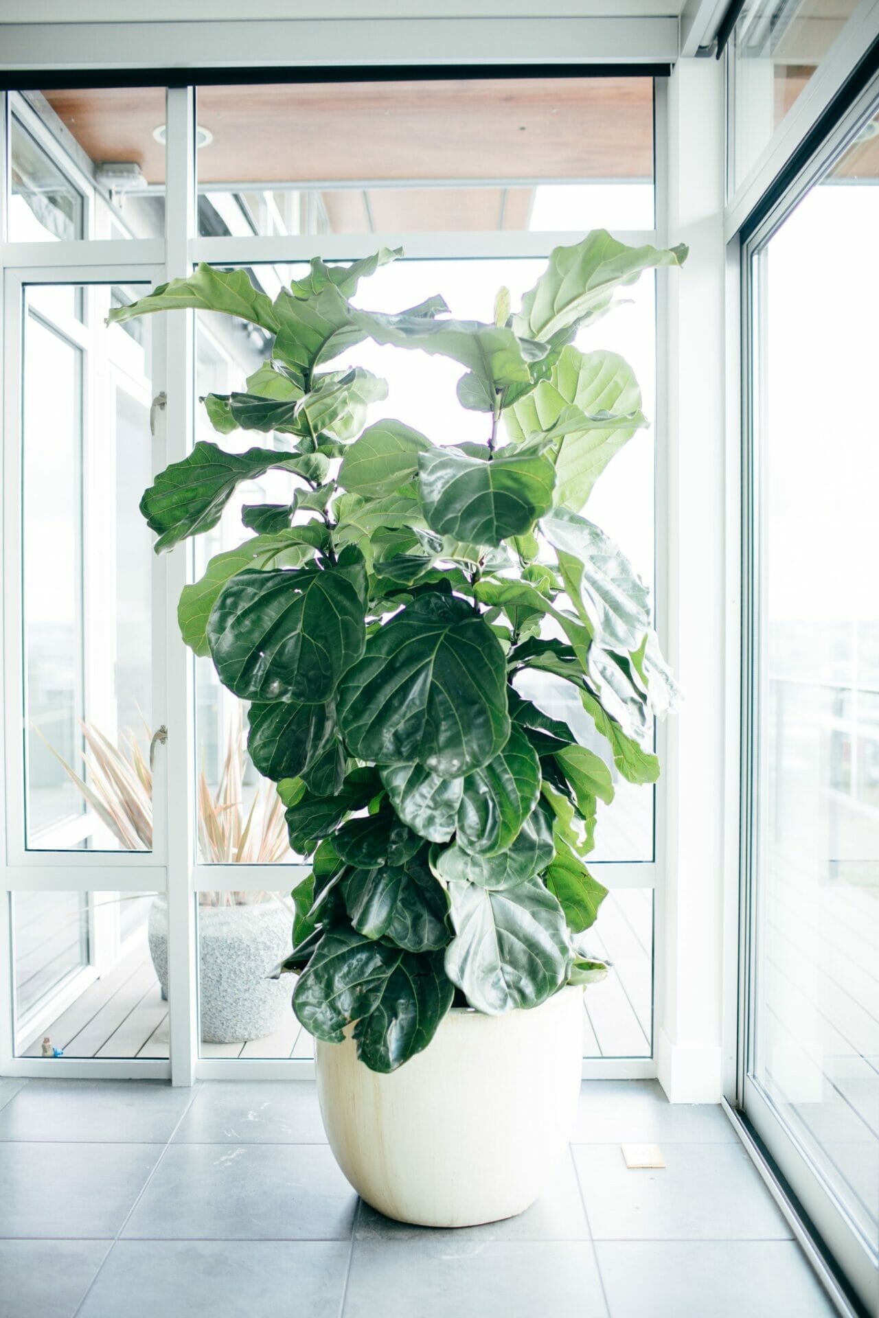 plant food for fiddle leaf fig 2
