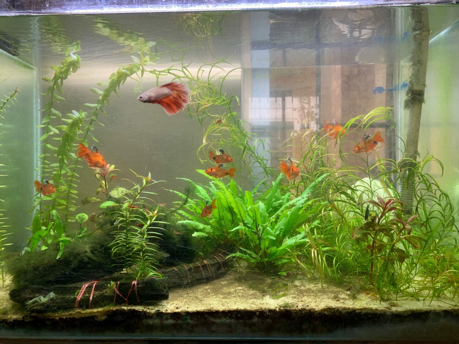 aquarium plants for sand 1