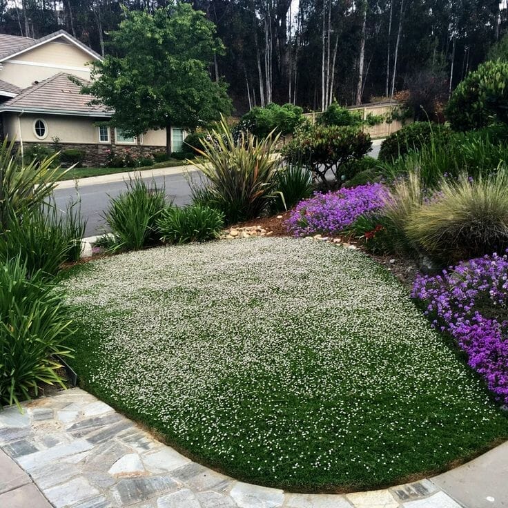 drought tolerant grass seed for southern california 2