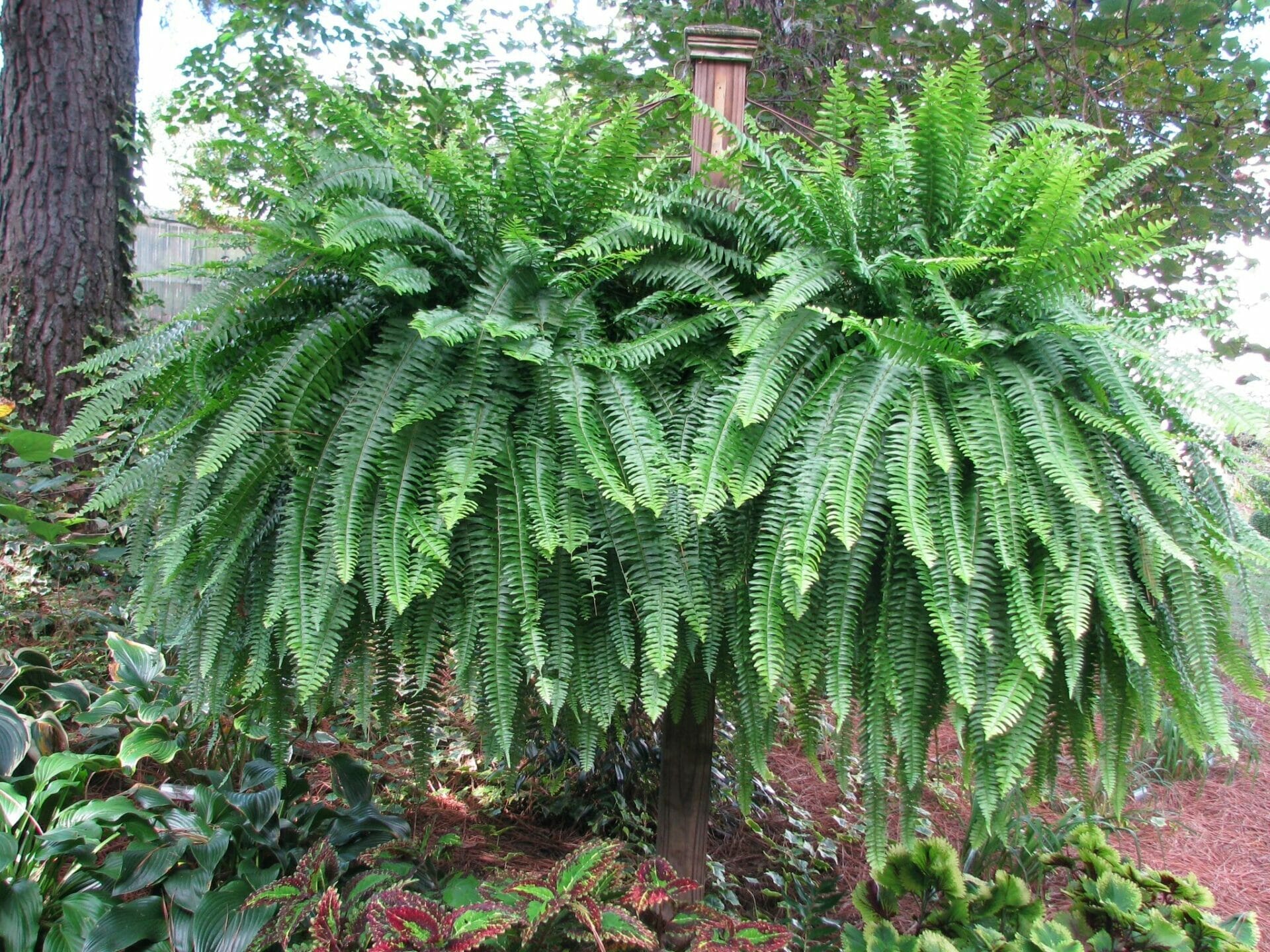 fertilizer for outdoor ferns 1