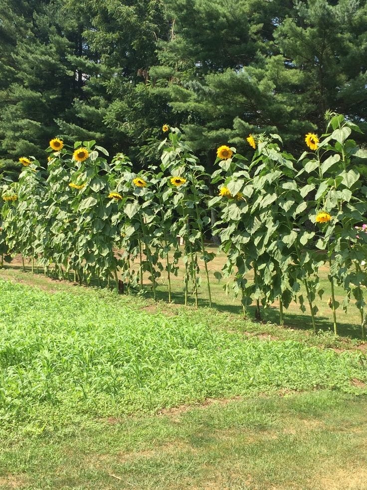 fertilizer for sunflowers 2