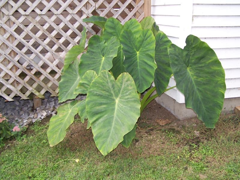 fertilizer for elephant ear plants 1