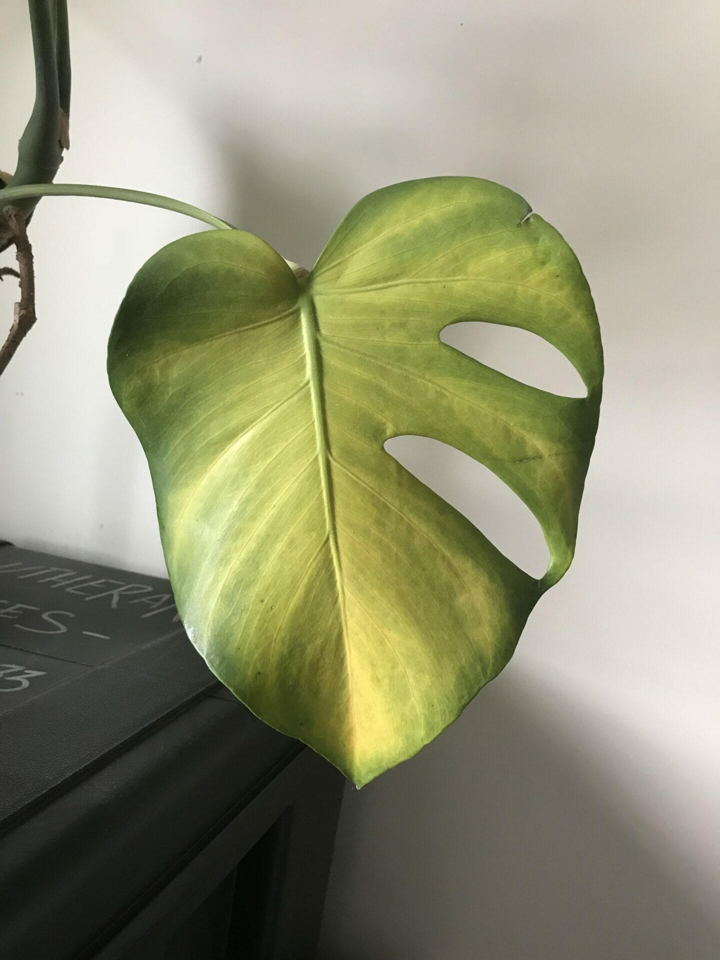 fertilizer for monstera 1