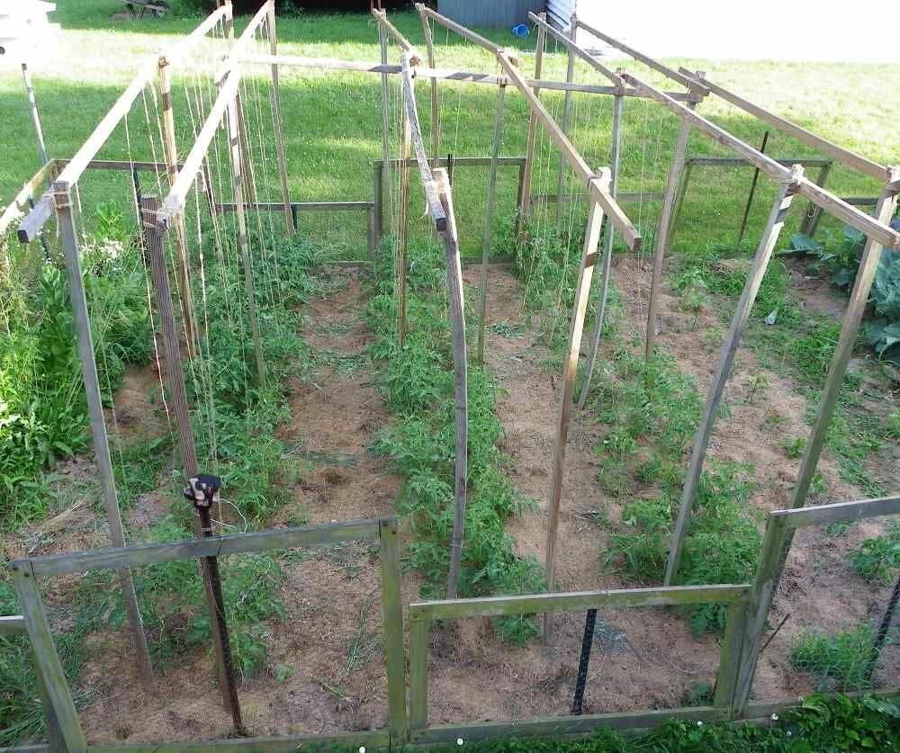 string to tie up tomato plants 2