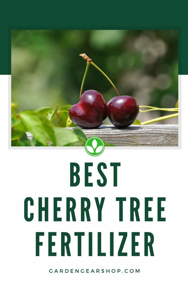 fertilizer for cherry blossom trees 1