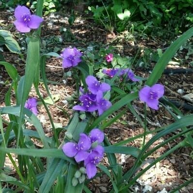 shade plants for north texas 1