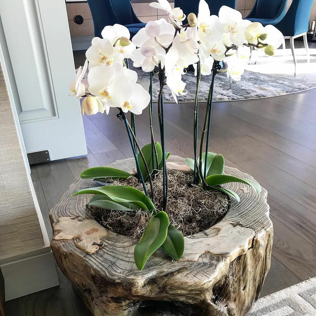 planter for orchids 1