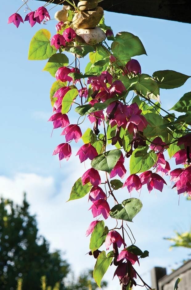 shade plants for zone 9 2