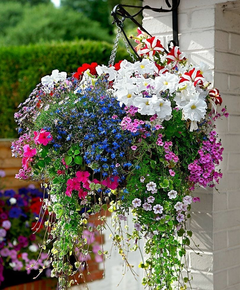 plants for shade hanging baskets 2