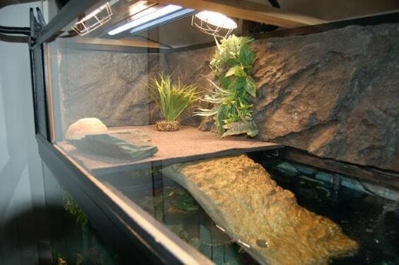 plants for red eared slider tank 1