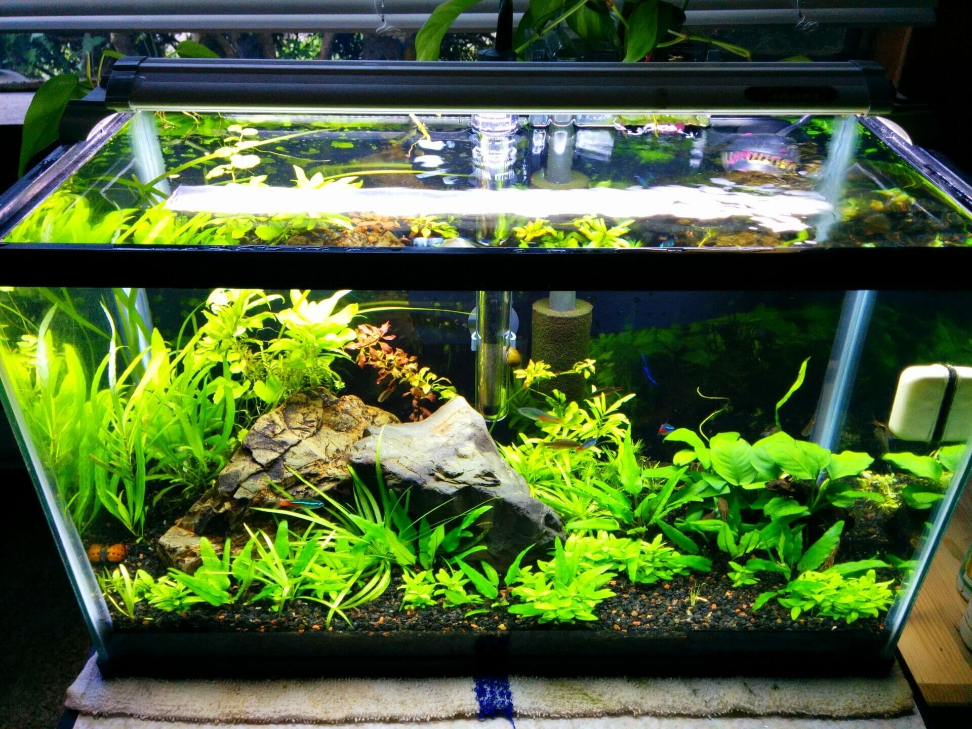 light for 10 gallon planted tank 2
